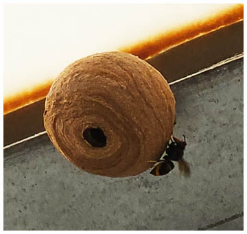 Nest der Asiatischen Hornisse
