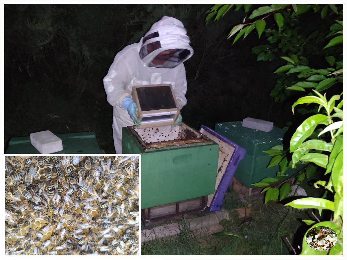 Abends daheim haben wir die Bienen in eine Beute umgesetzt