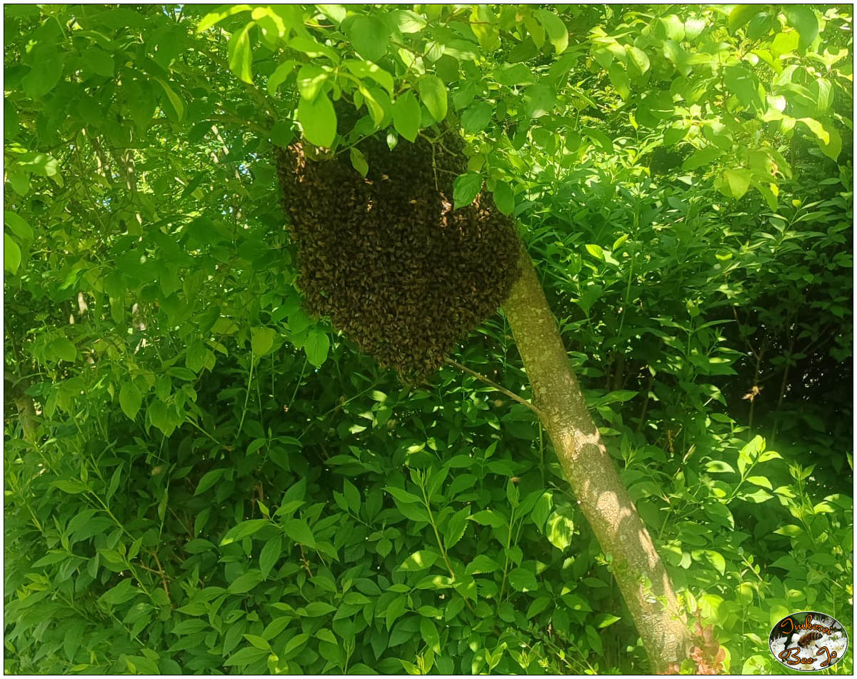 Bienentraube im Baum