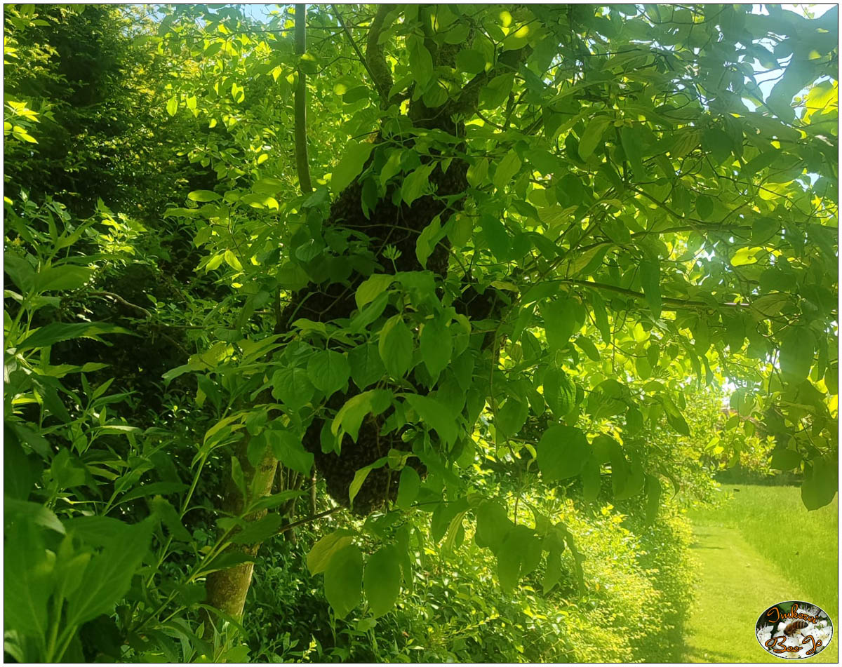 Eine grosse Traube Bienen im Baum