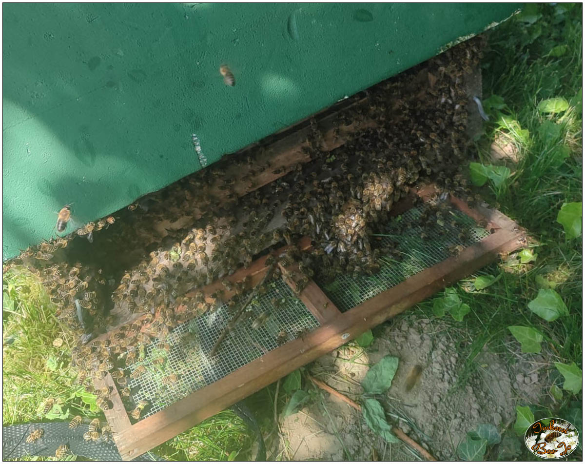 Nach und nach sammeln sich alle Bienen in der Beute, ...