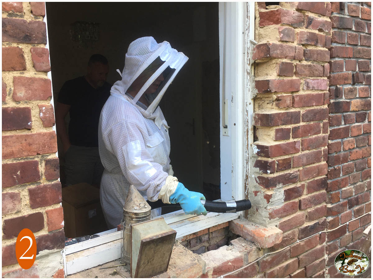Laufrichtung der Bienen nach unten ins Mauerwerk