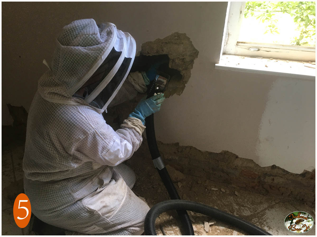Großteil der Bienen in einen Fangkasten abgesaugt